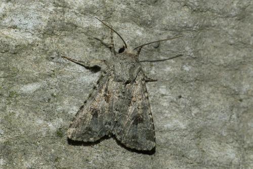 Anarta sodae